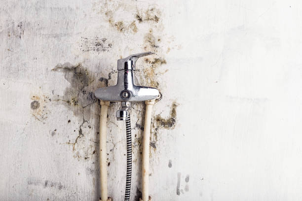 Best Commercial Mold Removal  in Buckeystown, MD