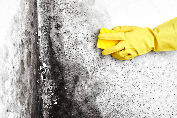 Best Professional Mold Removal  in Buckeystown, MD