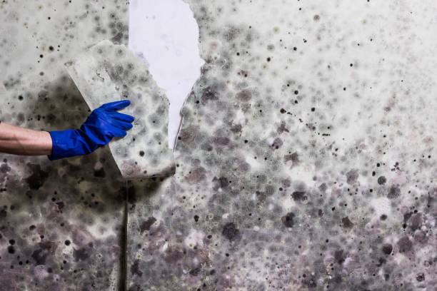 Best Toxic Mold Removal  in Buckeystown, MD