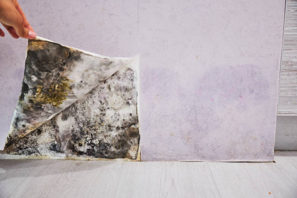 Best Residential Mold Removal  in Buckeystown, MD